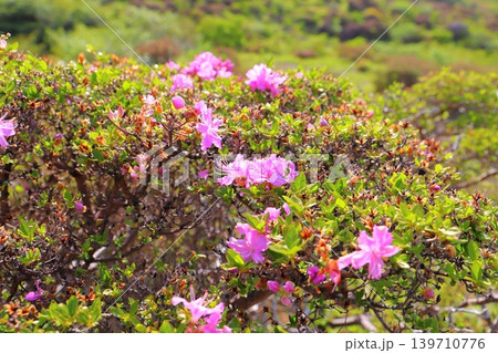 ミヤマキリシマ ピンク色の花 ミヤマキリシマ ピンク色の花 139710776