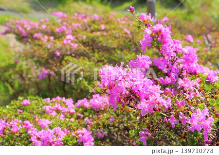 ミヤマキリシマ ピンク色の花 仙酔峡 ミヤマキリシマ ピンク色の花 仙酔峡 139710778