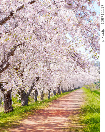 北海道の桜風景 余市川桜並木 139711117