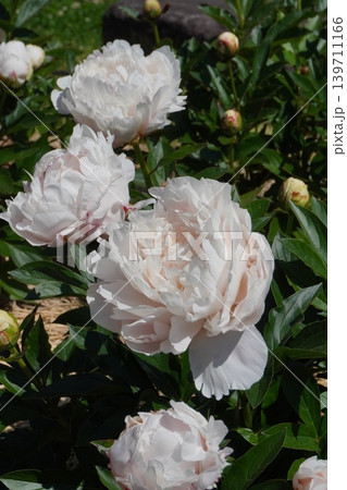 芍薬の花"輪舞"2026年5月 芍薬の花"輪舞"2026年5月 139711166