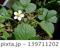 いちごの花 139711202