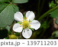 いちごの花 139711203