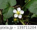 いちごの花 139711204