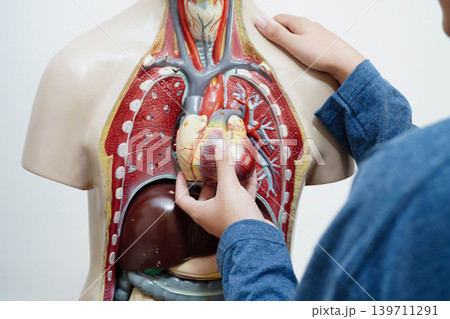 Asian student learning with human body model in anatomy biology in classroom at high school. Asian student learning with human body model in anatomy biology in classroom at high school. 139711291