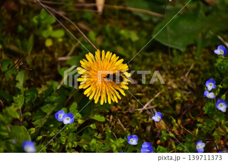 タンポポの花 タンポポの花 139711373