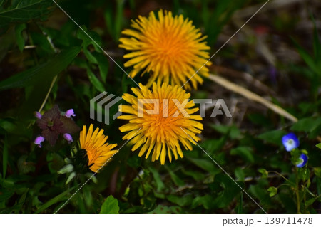 タンポポの花 タンポポの花 139711478