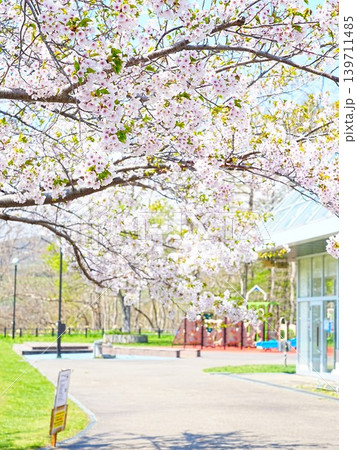 北海道の絶景 余市円山公園の桜風景 139711485