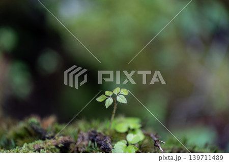 春の森に芽吹く芽 春の森に芽吹く芽 139711489