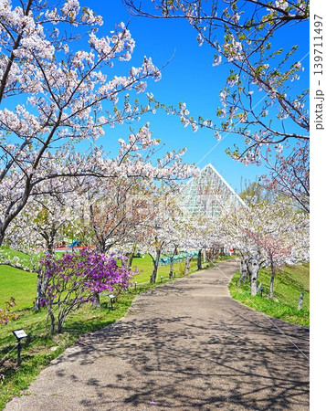 北海道の絶景 余市円山公園の桜風景 北海道の絶景 余市円山公園の桜風景 139711497