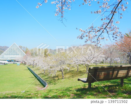 北海道の絶景 余市円山公園の桜風景 139711502