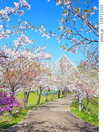 北海道の絶景 余市円山公園の桜風景 北海道の絶景 余市円山公園の桜風景 139711503