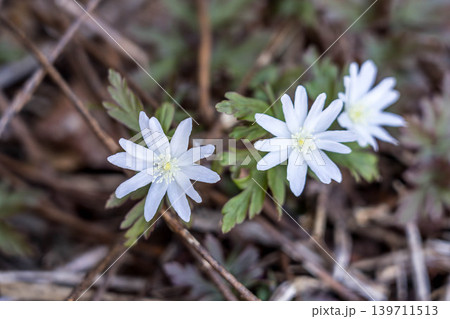 春の妖精~菊咲一華(キクザキイチゲ)~ 春の妖精~菊咲一華(キクザキイチゲ)~ 139711513