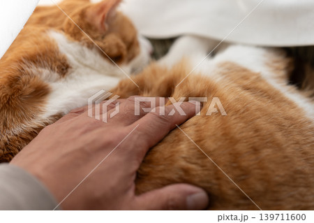 猫を撫でる 茶トラ白 猫を撫でる 茶トラ白 139711600