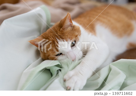 おもちゃで遊ぶ猫 茶トラ白 おもちゃで遊ぶ猫 茶トラ白 139711602