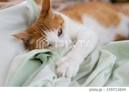 おもちゃで遊ぶ猫　茶トラ白 139711604