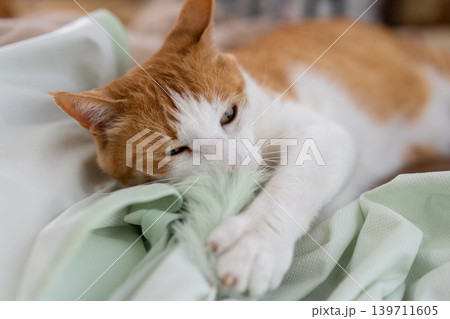 おもちゃで遊ぶ猫　茶トラ白 139711605