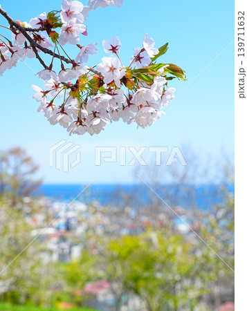 北海道の絶景 余市円山公園の桜風景 北海道の絶景 余市円山公園の桜風景 139711632