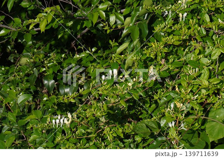 樹木に絡んで咲くスイカズラの花・2026年5月 樹木に絡んで咲くスイカズラの花・2026年5月 139711639