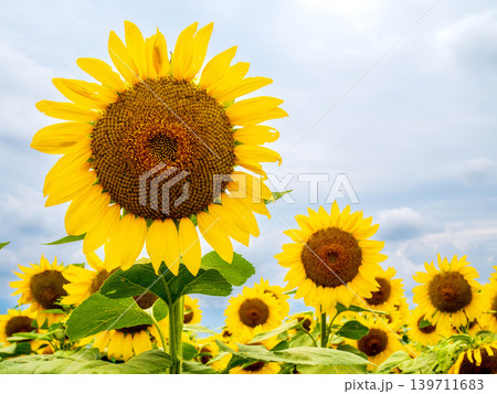 太陽に向かって咲くひまわりたち 139711683