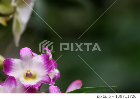 優雅なデンドロビウムの花 優雅なデンドロビウムの花 139711726