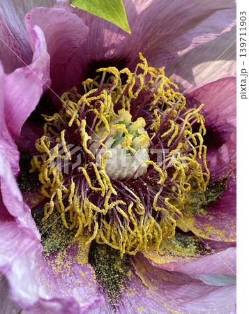 Close-up of vibrant pink peony flower with detailed yellow stamen in natural sunlight 139711903