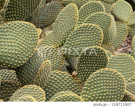 Prickly pear cactus with flat, round pads and small yellow spines creating a textured background 139711907