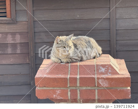 Tabby cat relaxing on brick structure outdoors, perfect for cozy pet-themed background 139711924