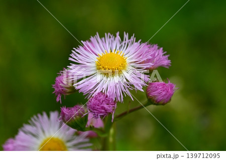 ハルジオンの花 ハルジオンの花 139712095
