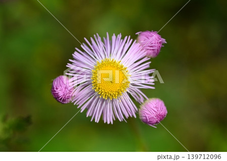 ハルジオンの花 ハルジオンの花 139712096
