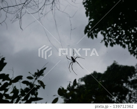 クモ 蜘蛛 スパイダー 139712362