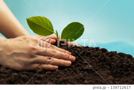 Hands planting young green plant in soil Hands planting young green plant in soil 139712617