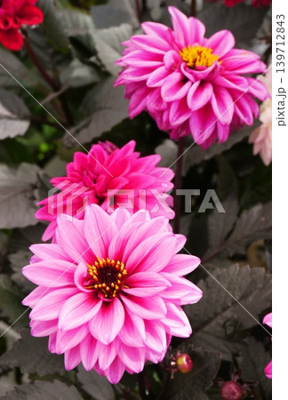 ダリアの花 ダリアの花 139712843