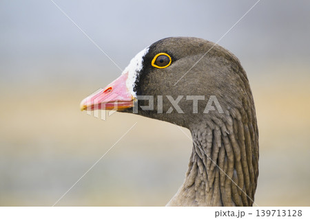 カリガネの頭部 カリガネの頭部 139713128