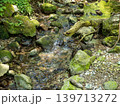 苔むした岩 139713272