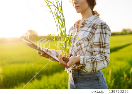 Young female farmer is studying with tablet young wheat in the field. Concept for farm development. 139713293