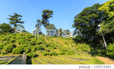初夏の小田原城址 139713301