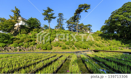 初夏の小田原城址 初夏の小田原城址 139713306