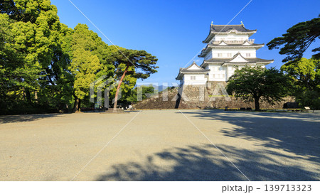 初夏の小田原城址 139713323