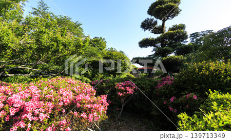初夏の小田原城址 初夏の小田原城址 139713349