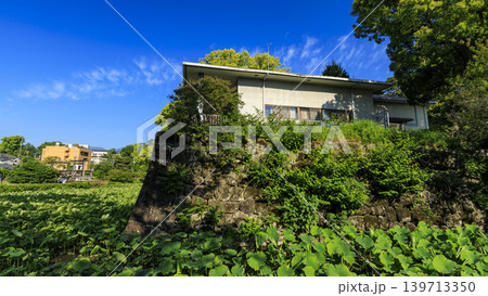 初夏の小田原城址 139713350