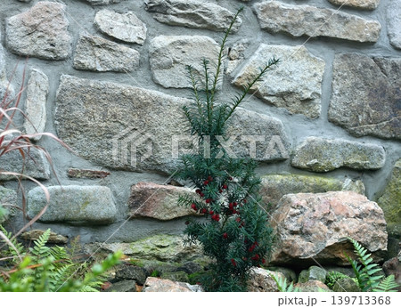 Yew, Taxus baccata var. David, with red berries and poisonous seeds inside. Yew, Taxus baccata var. David, with red berries and poisonous seeds inside. 139713368