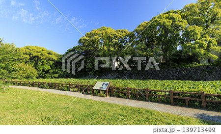 初夏の小田原城址 初夏の小田原城址 139713499