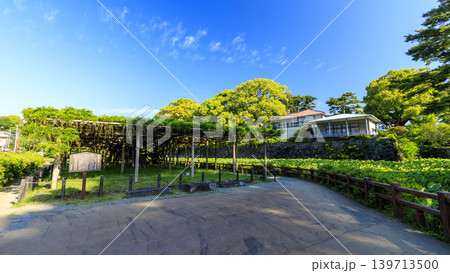初夏の小田原城址 初夏の小田原城址 139713500