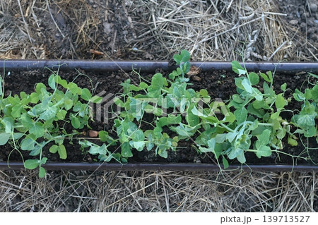 Seedlings of peas growing in gutter ready to be planted on a vegetable patch with mulch. Seedlings of peas growing in gutter ready to be planted on a vegetable patch with mulch. 139713527