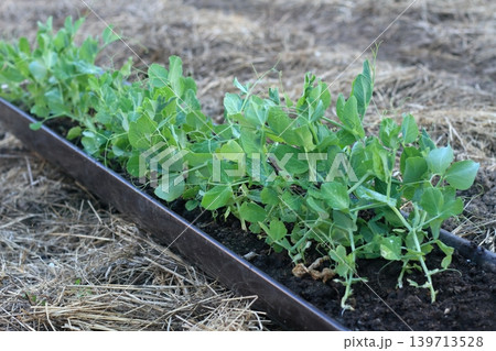 Seedlings of peas growing in gutter ready to be planted on a vegetable patch with mulch. 139713528