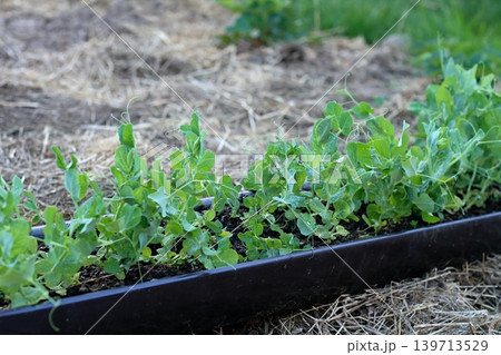 Seedlings of peas growing in gutter ready to be planted on a vegetable patch with mulch. Seedlings of peas growing in gutter ready to be planted on a vegetable patch with mulch. 139713529