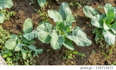 Beautiful cauliflower plantation field with rows of fresh green crops under blue sky. 139713615