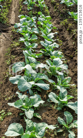 Beautiful cauliflower plantation field with rows of fresh green crops under blue sky. Beautiful cauliflower plantation field with rows of fresh green crops under blue sky. 139713616
