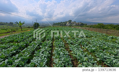 Beautiful cauliflower plantation field with rows of fresh green crops under blue sky. Beautiful cauliflower plantation field with rows of fresh green crops under blue sky. 139713636