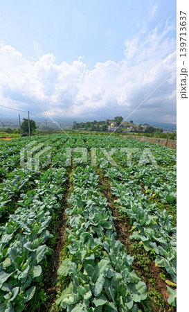 Beautiful cauliflower plantation field with rows of fresh green crops under blue sky. 139713637